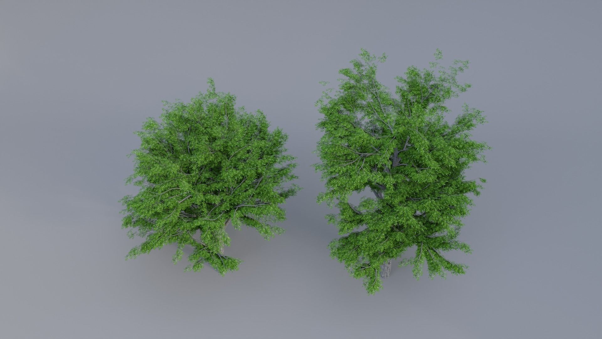 Neem Tree 3d Model 3D model_1