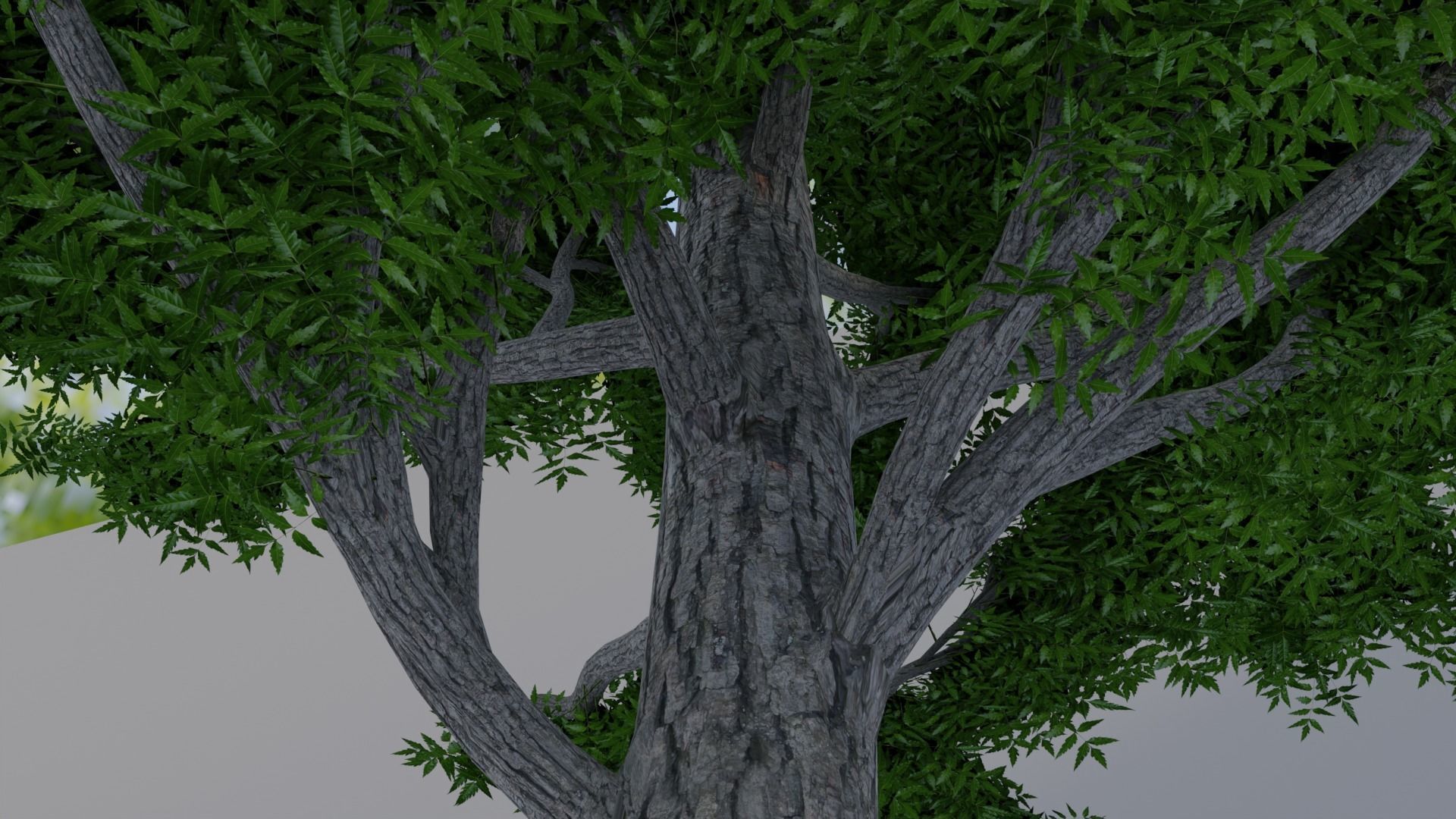 Neem Tree 3d Model 3D model_4