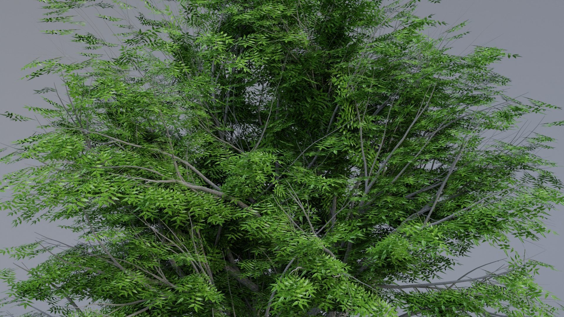 Neem Tree 3d Model 3D model_2