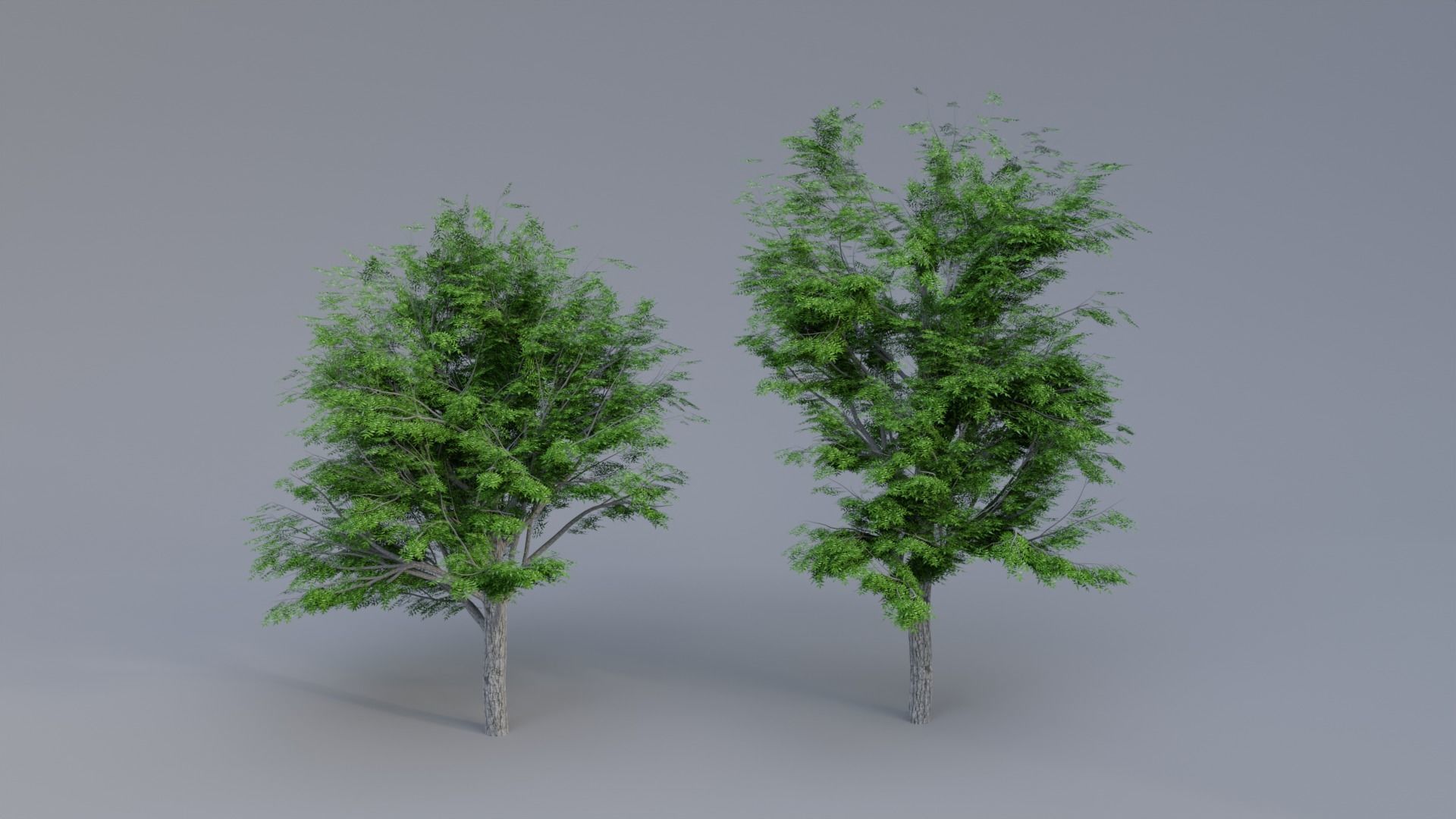 Neem Tree 3d Model 3D model_3