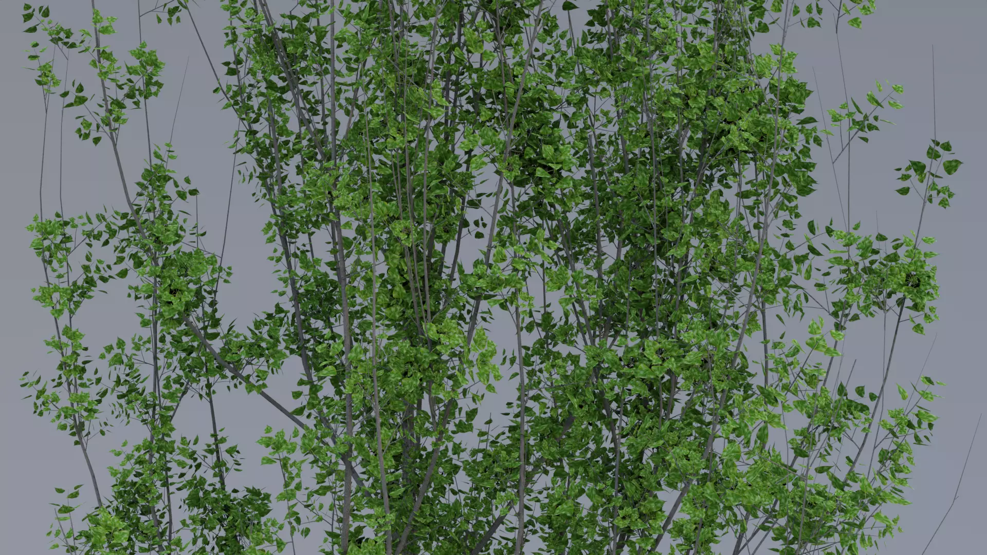 Black Poplar 3d Model Free low-poly 3D model