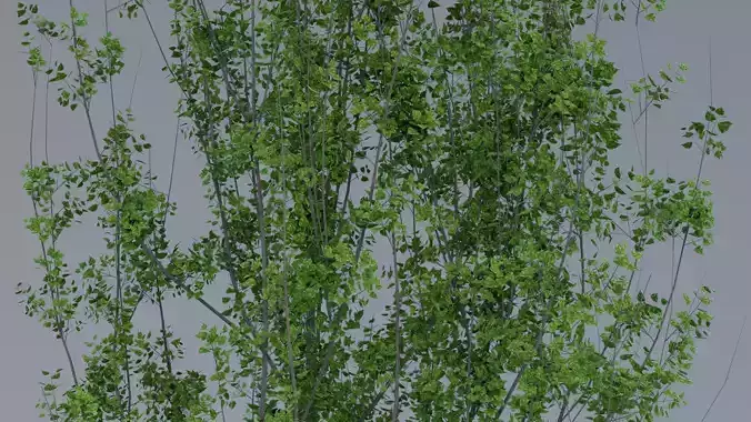 Black Poplar 3d Model