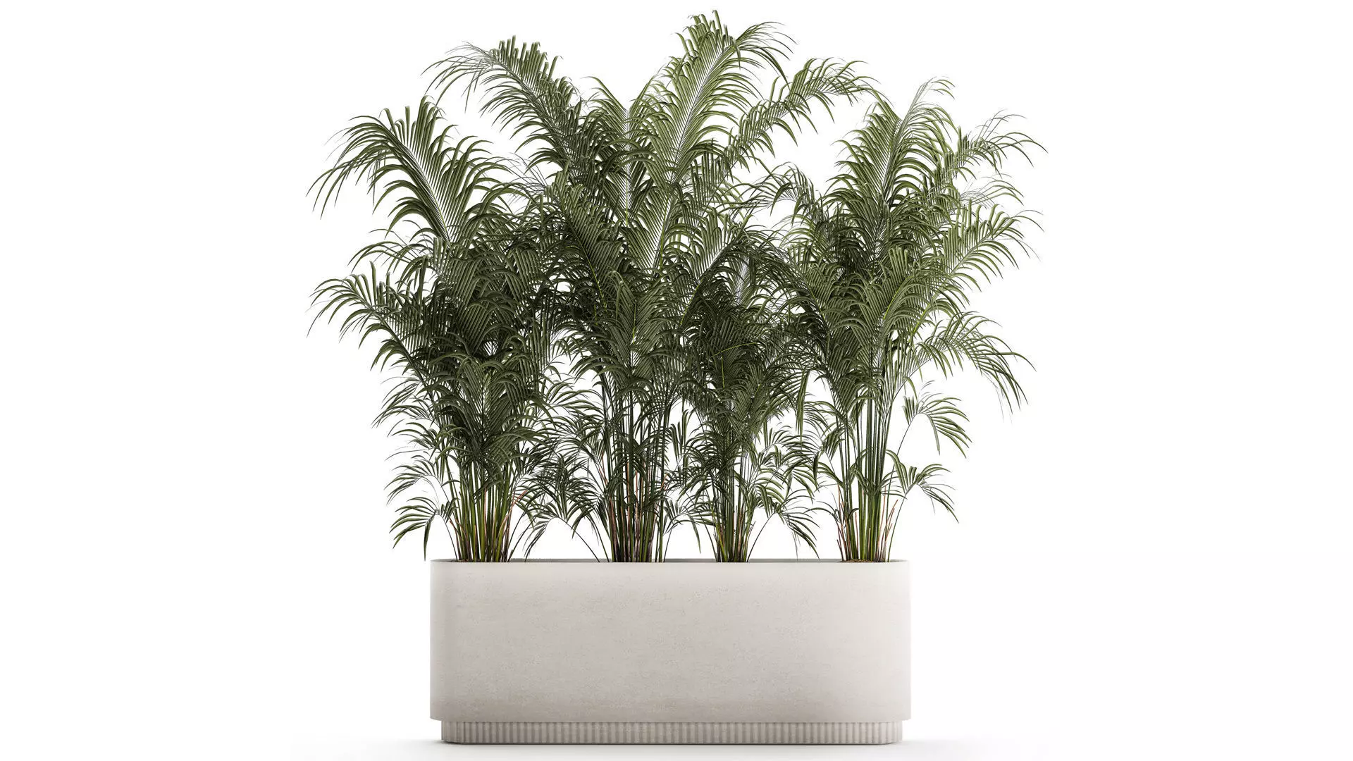 Beautiful Howea Palm Plants In A Flowerpot 1312 3D model