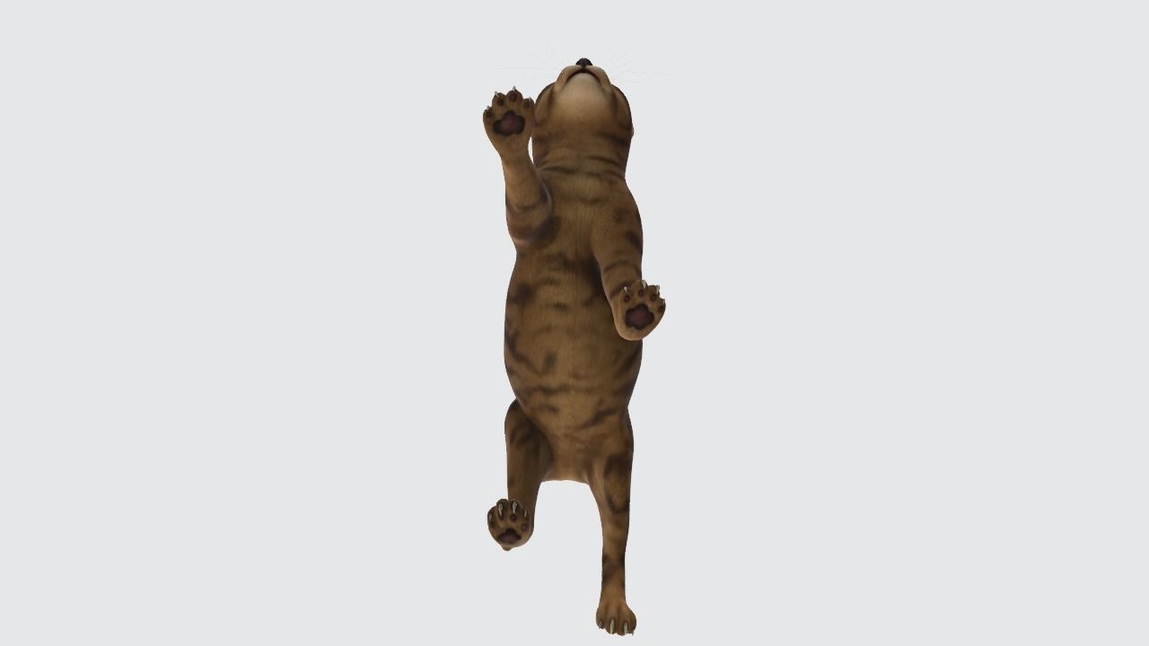 Cat High poly 3D model_3