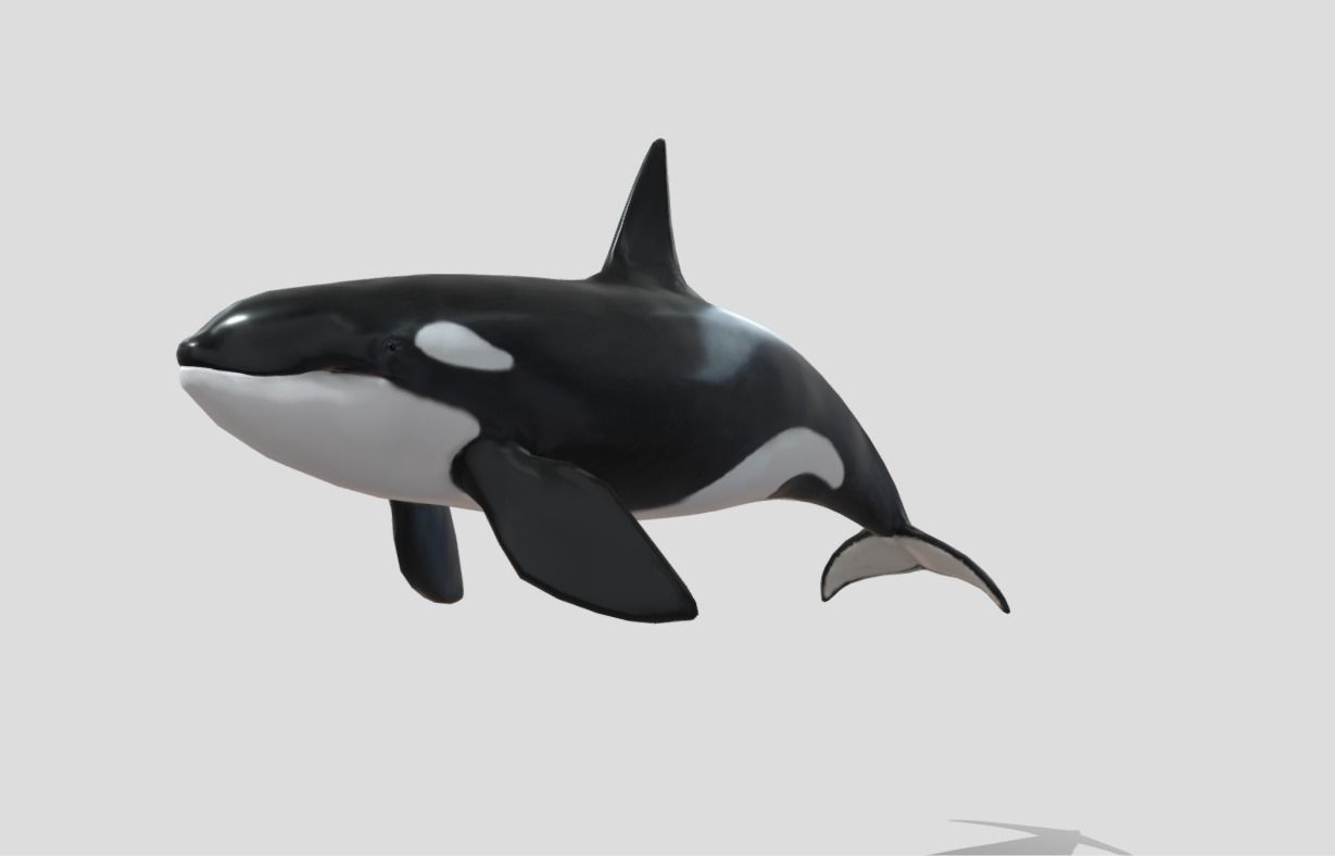 killer-whale Animated Low-poly Low-poly 3D model_2
