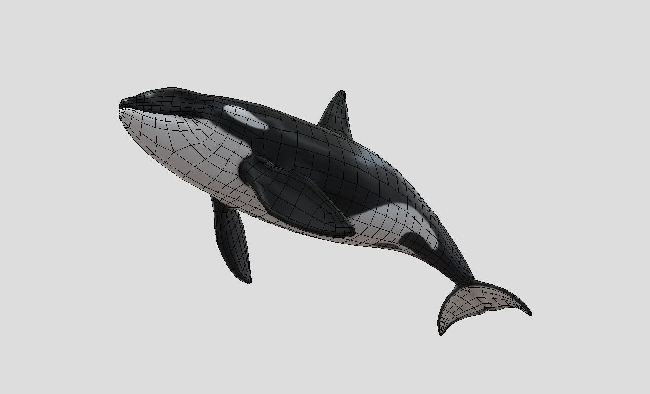 killer-whale Animated Low-poly Low-poly 3D model_4