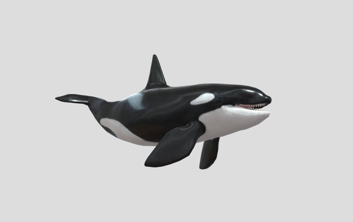 killer-whale Animated Low-poly Low-poly 3D model_12