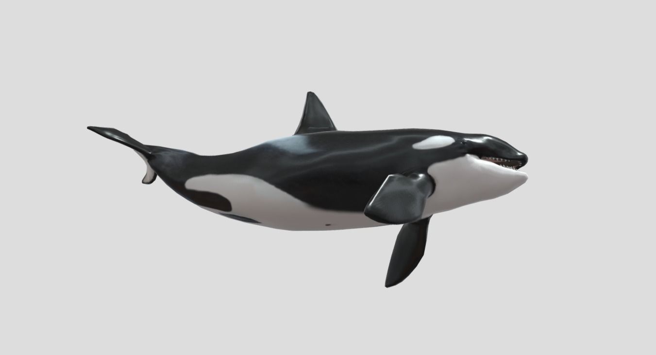 killer-whale Animated Low-poly Low-poly 3D model_13