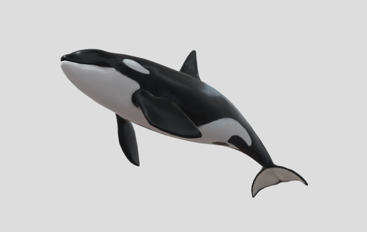 killer-whale Animated Low-poly Low-poly 3D model_5
