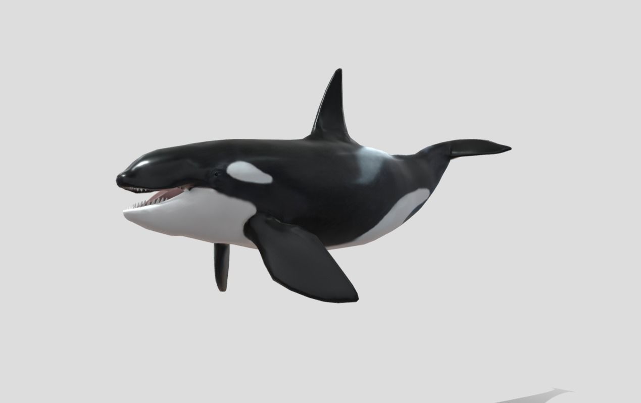 killer-whale Animated Low-poly Low-poly 3D model_7