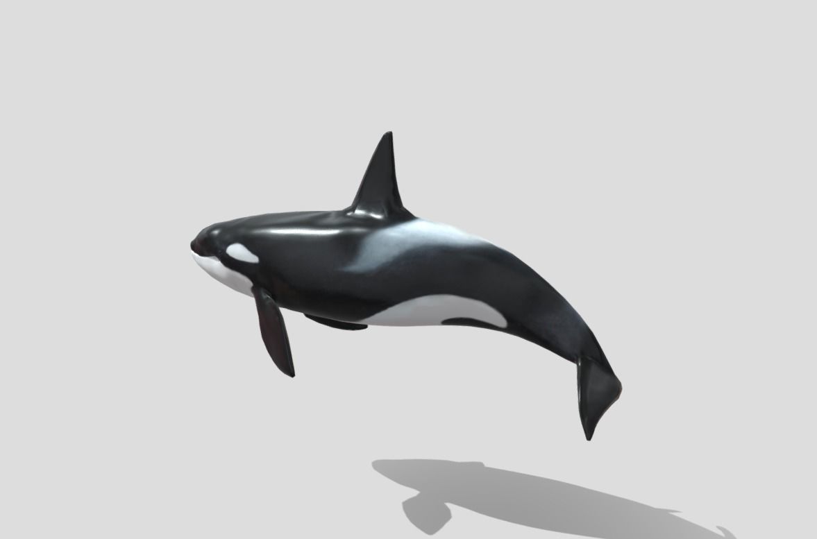 killer-whale Animated Low-poly Low-poly 3D model_3