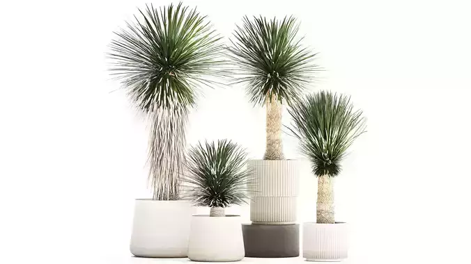 Beautiful Yucca rostrata palm plants in a flowerpot 1313 3D model