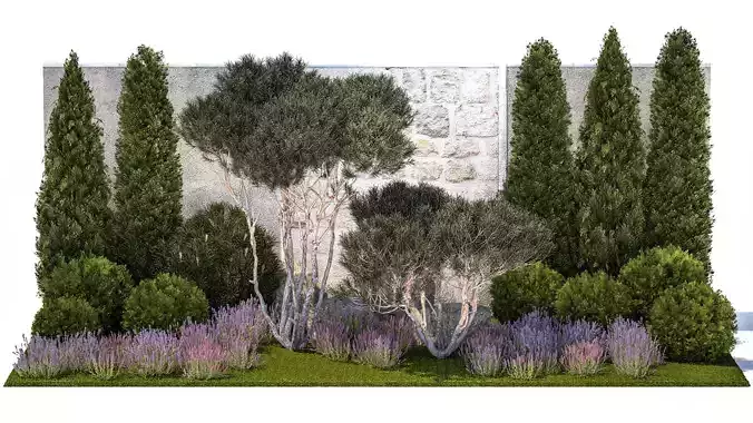 Garden with thuja trees and pine topiary lavender bushes