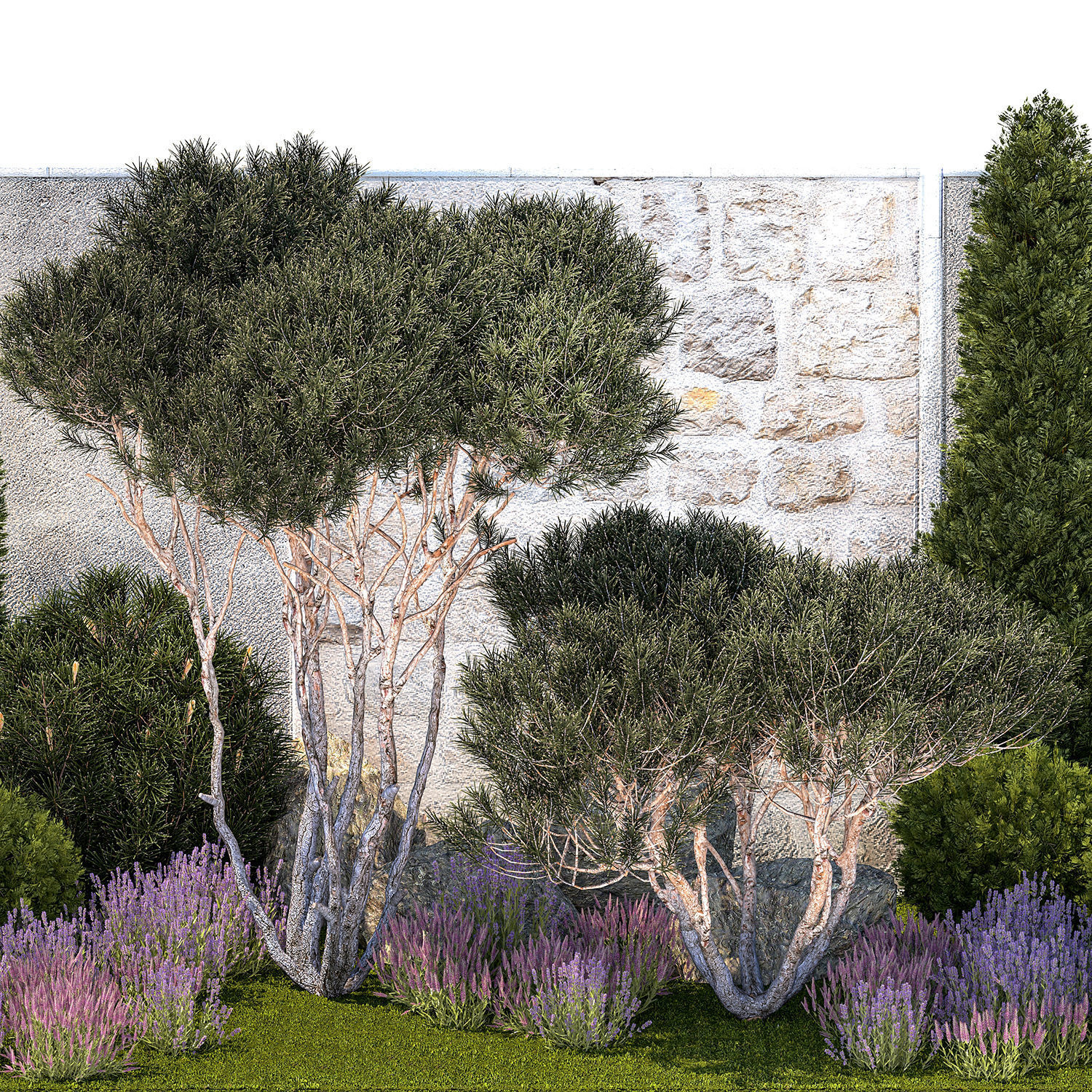 Garden with thuja trees and pine topiary lavender bushes 3D model_10