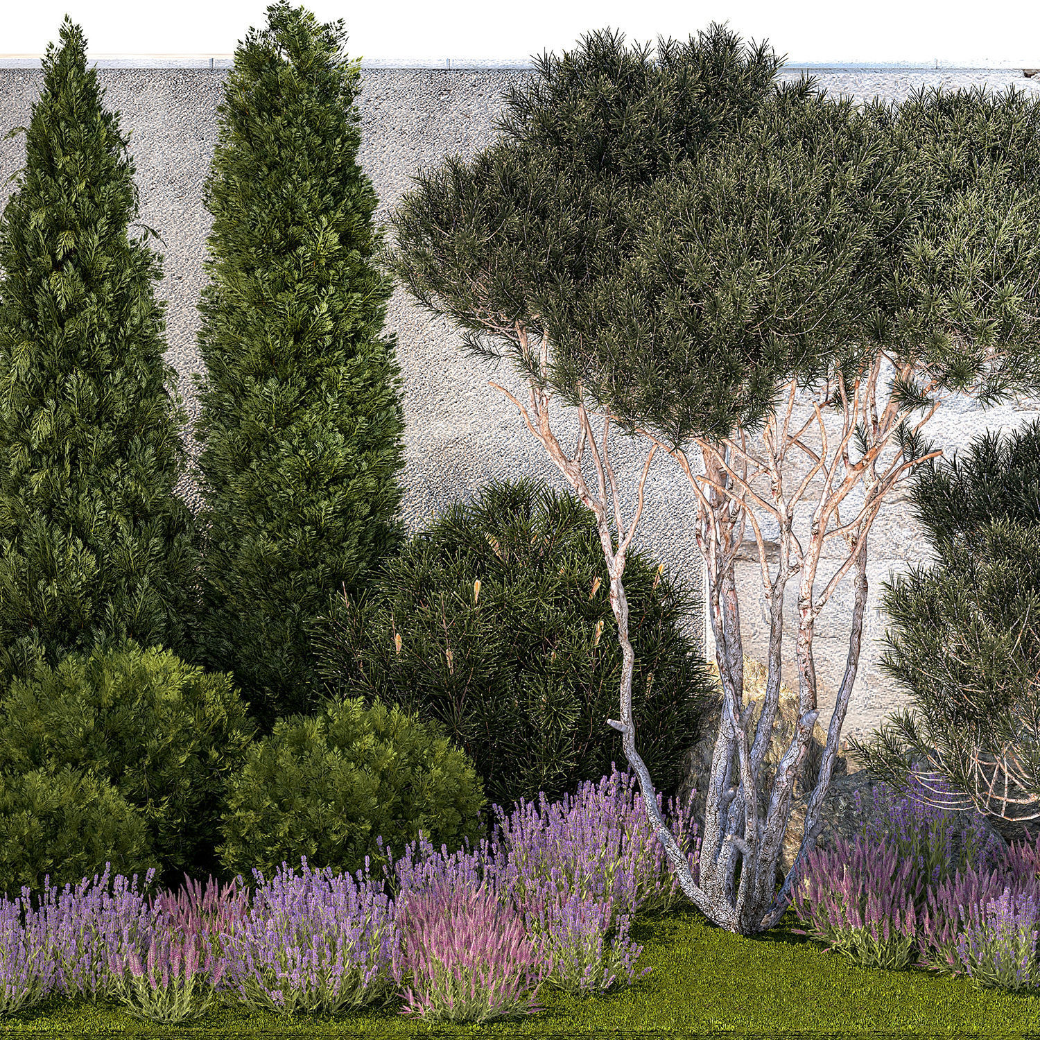 Garden with thuja trees and pine topiary lavender bushes 3D model_8