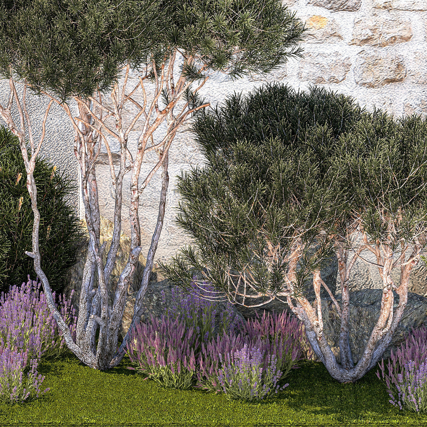 Garden with thuja trees and pine topiary lavender bushes 3D model_12