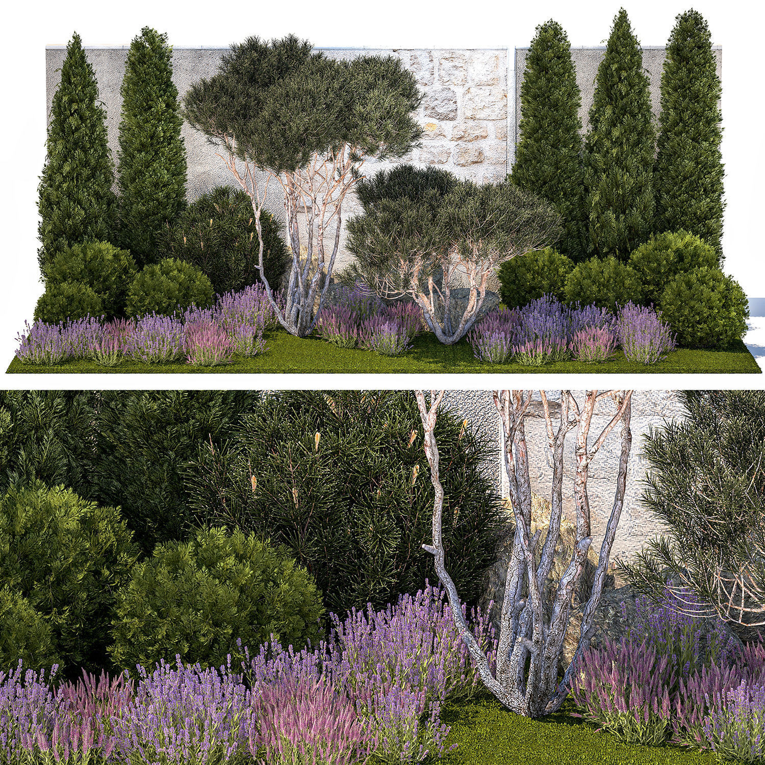 Garden with thuja trees and pine topiary lavender bushes 3D model_6