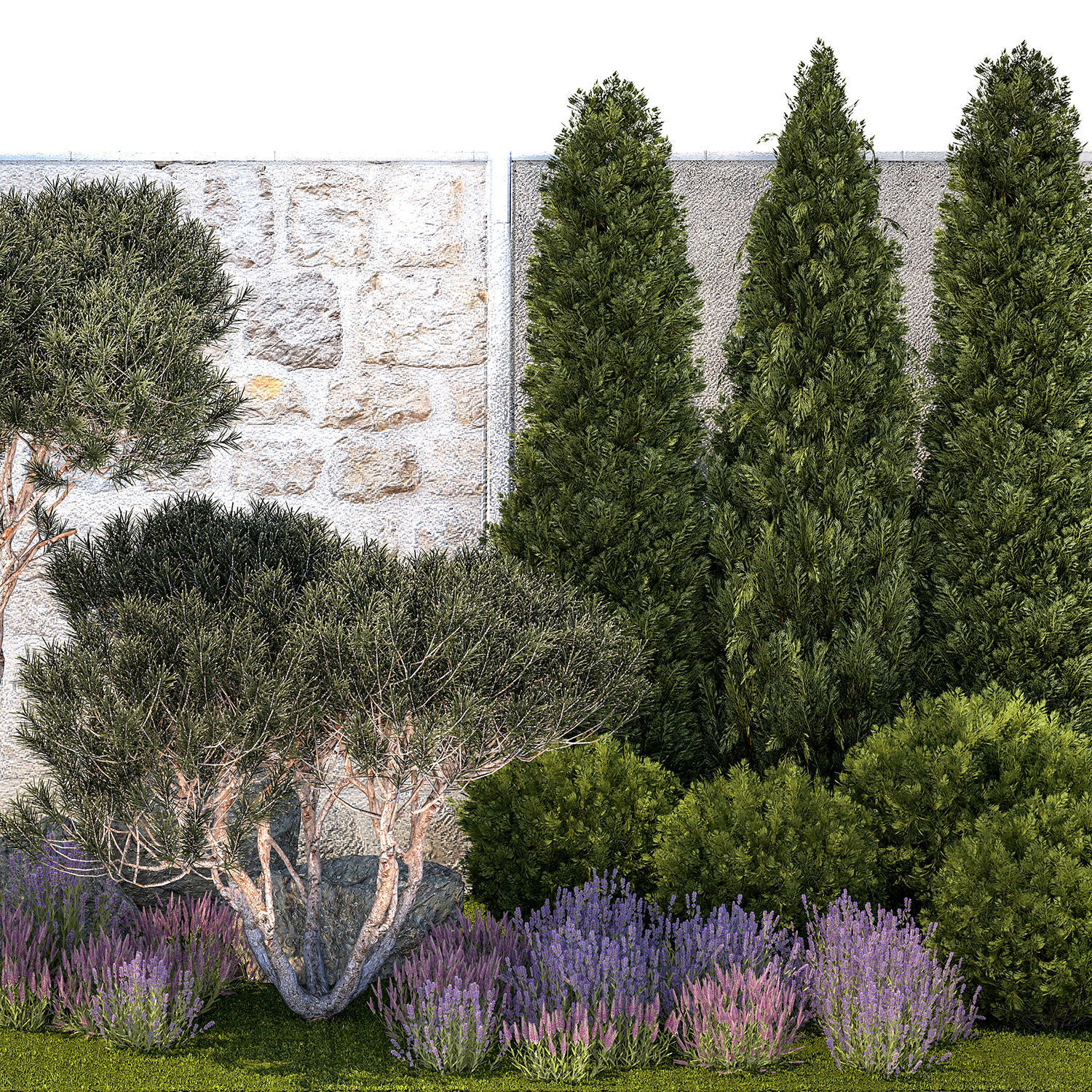 Garden with thuja trees and pine topiary lavender bushes 3D model_9