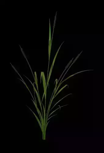 Reed Plant Free 3D model