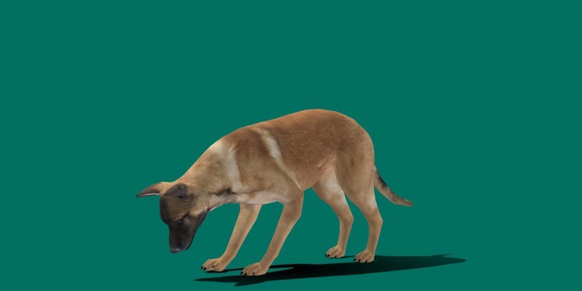 Belgian Malinois Low poly 3D model_12