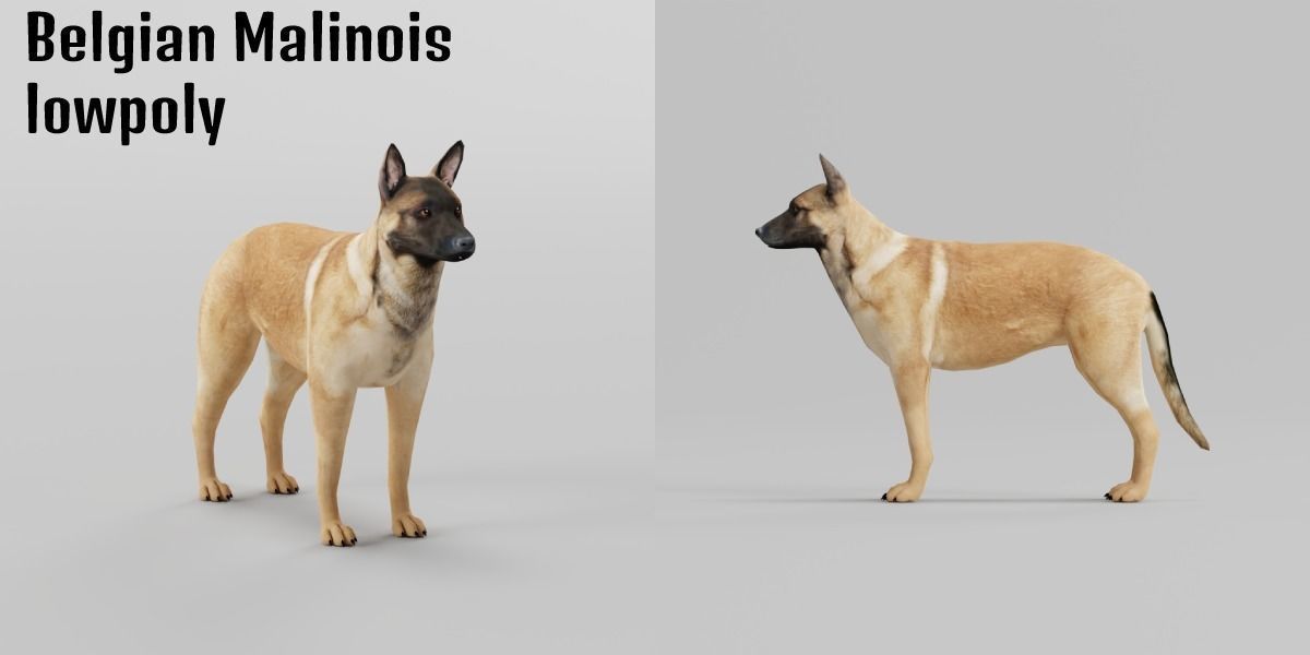 Belgian Malinois Low poly 3D model_2