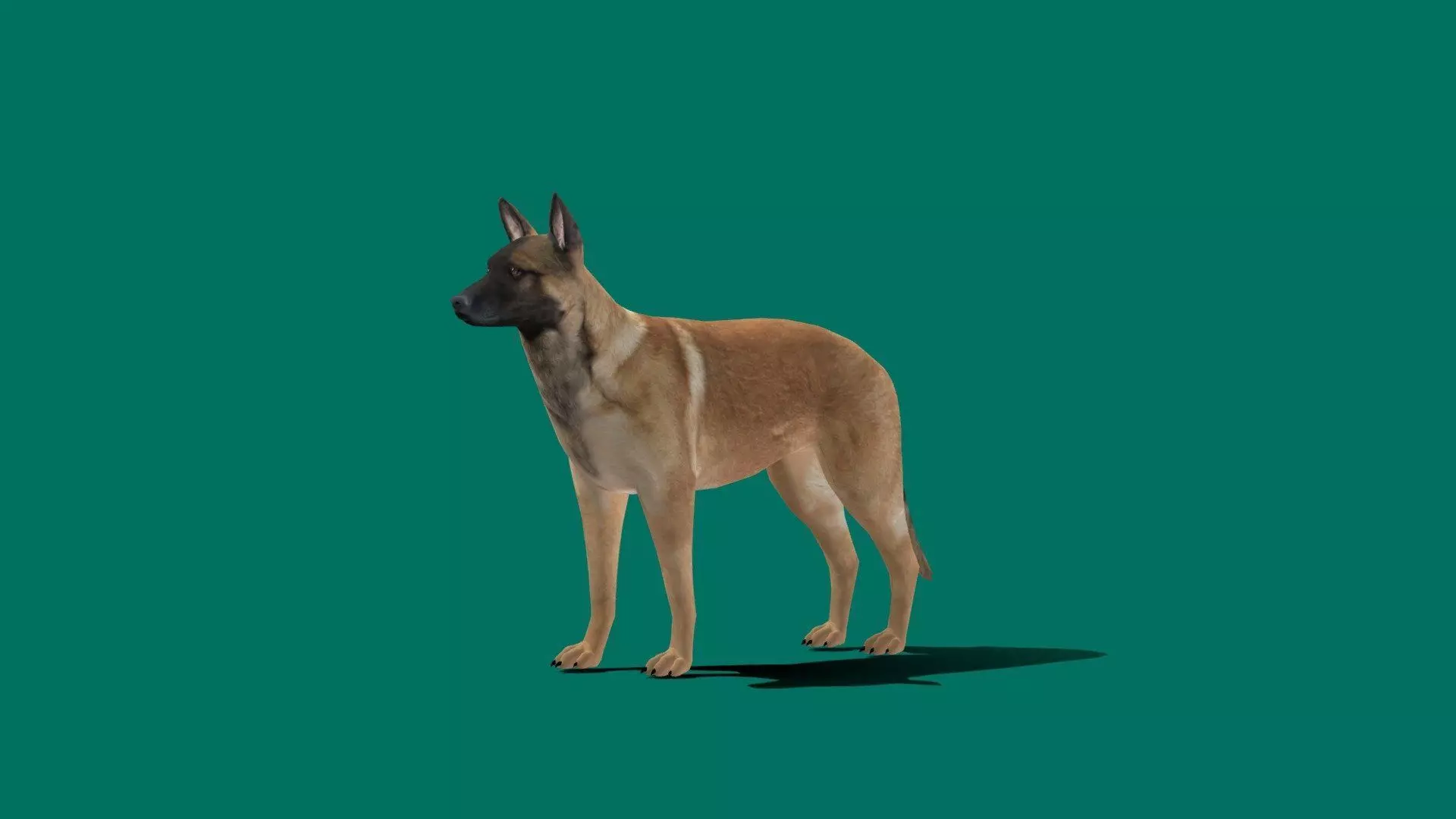 Belgian Malinois Low poly 3D model_0