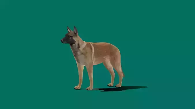 Belgian Malinois Low poly 3D model