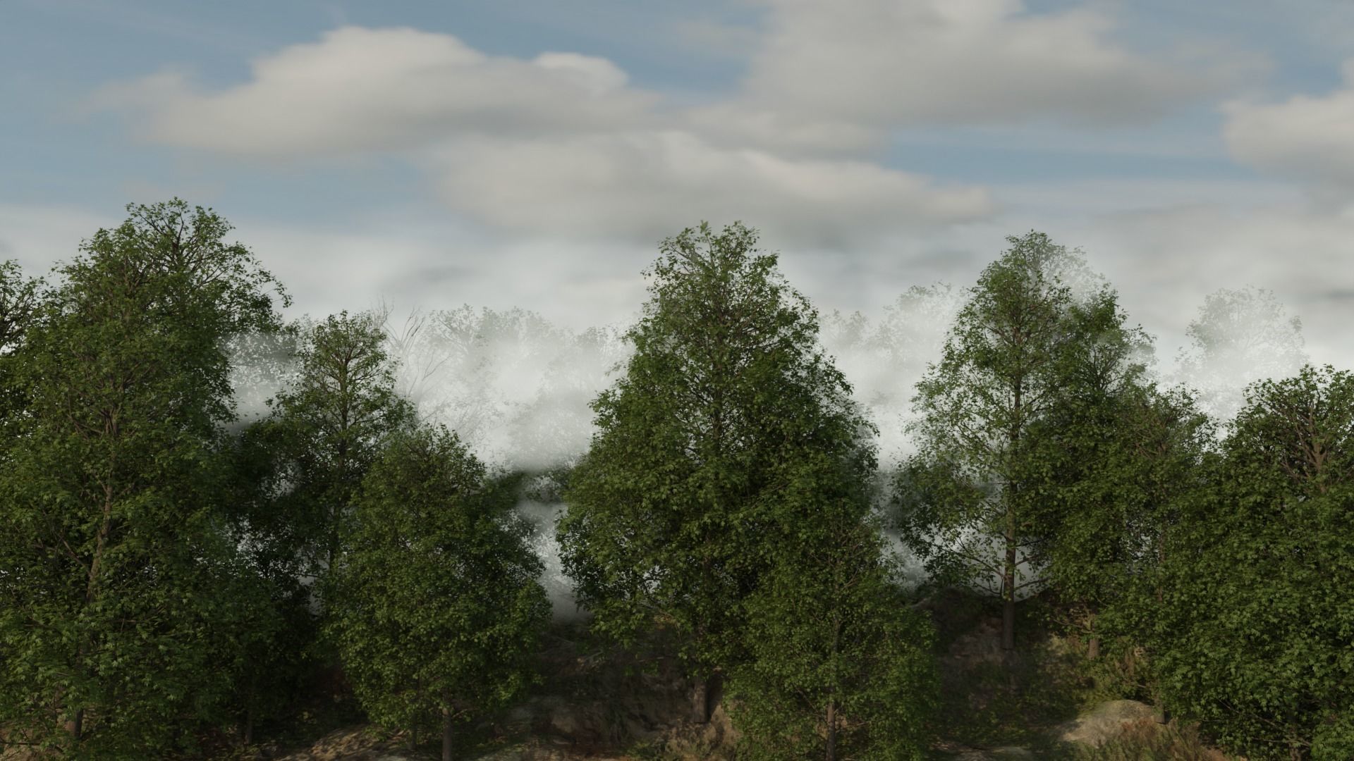 Forest Covered in Fog 3D model_1