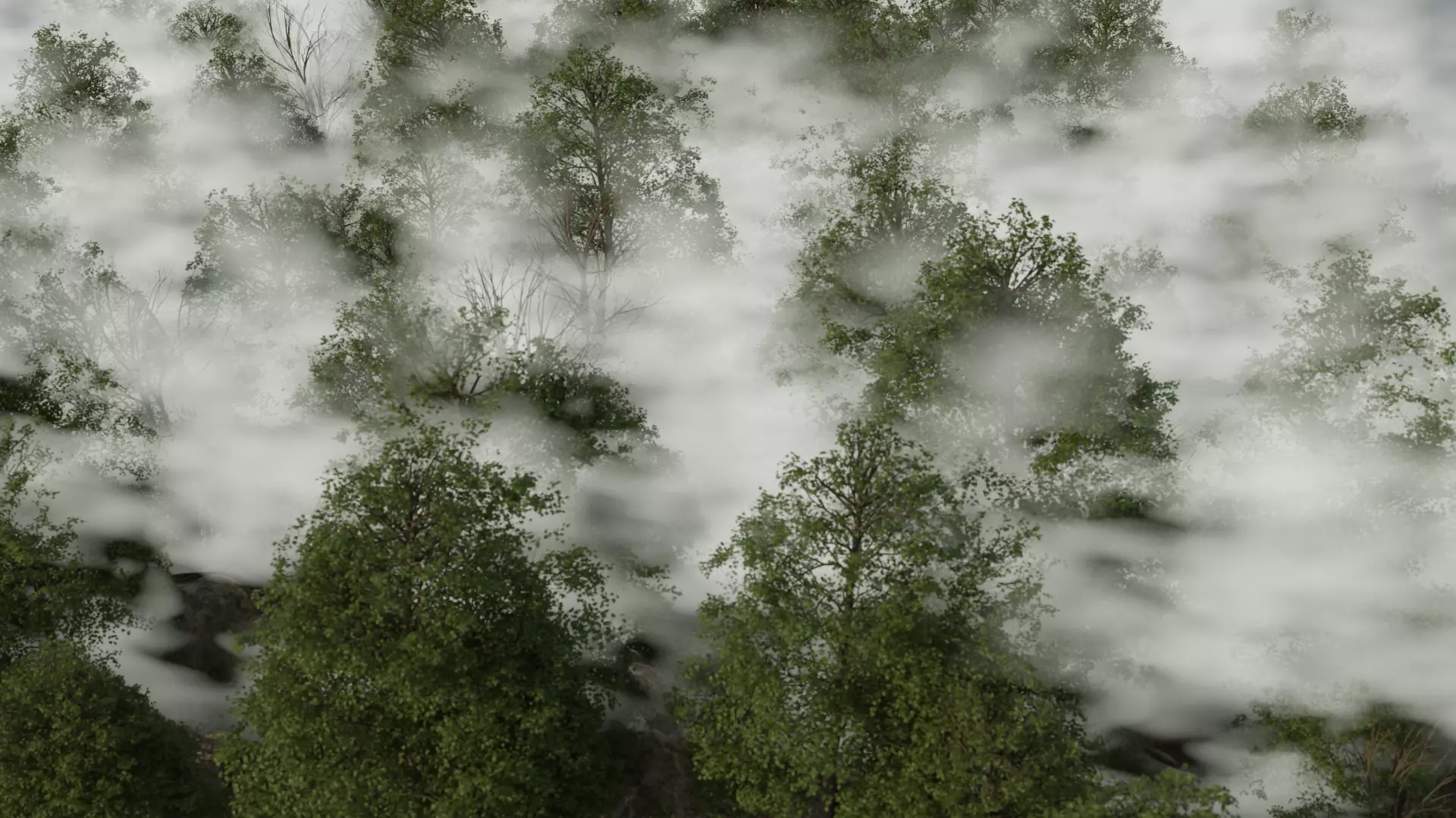 Forest Covered in Fog 3D model_0
