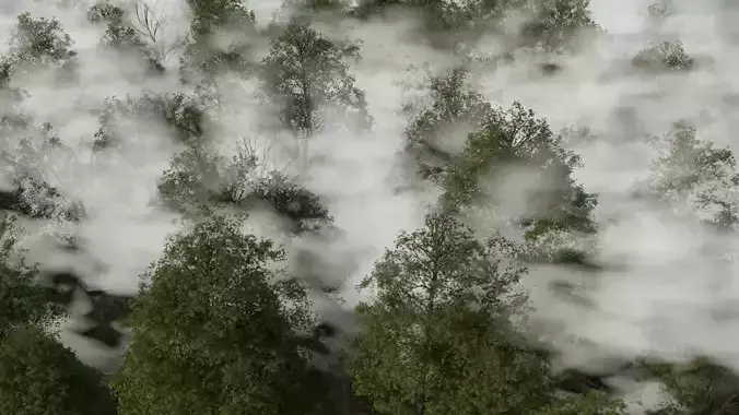 Forest Covered in Fog