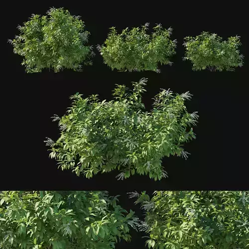 Pieris Floribunda bush