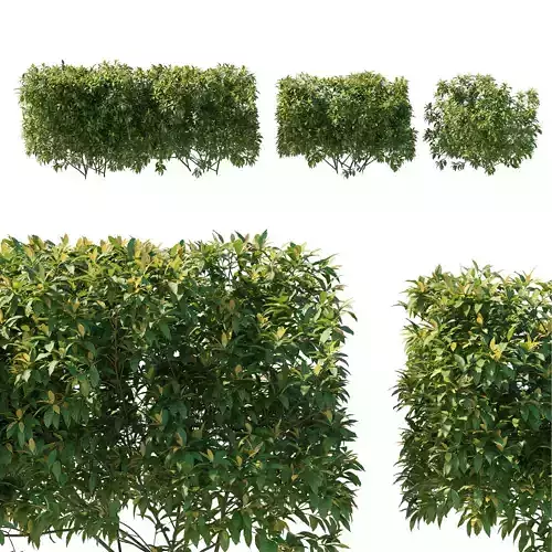 Pieris Floribunda bush 03