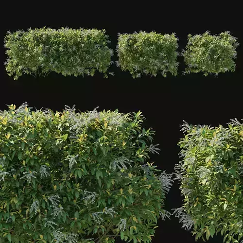 Pieris Floribunda bush 04