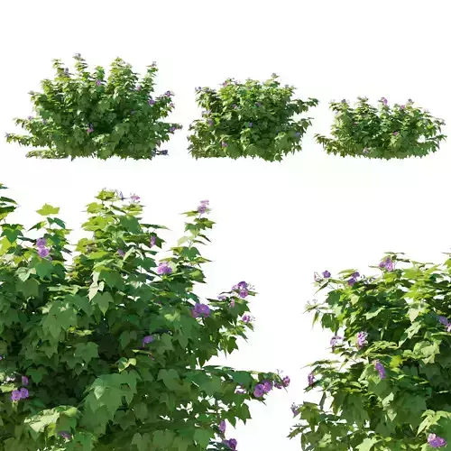 Rubus odoratus bush 3D model