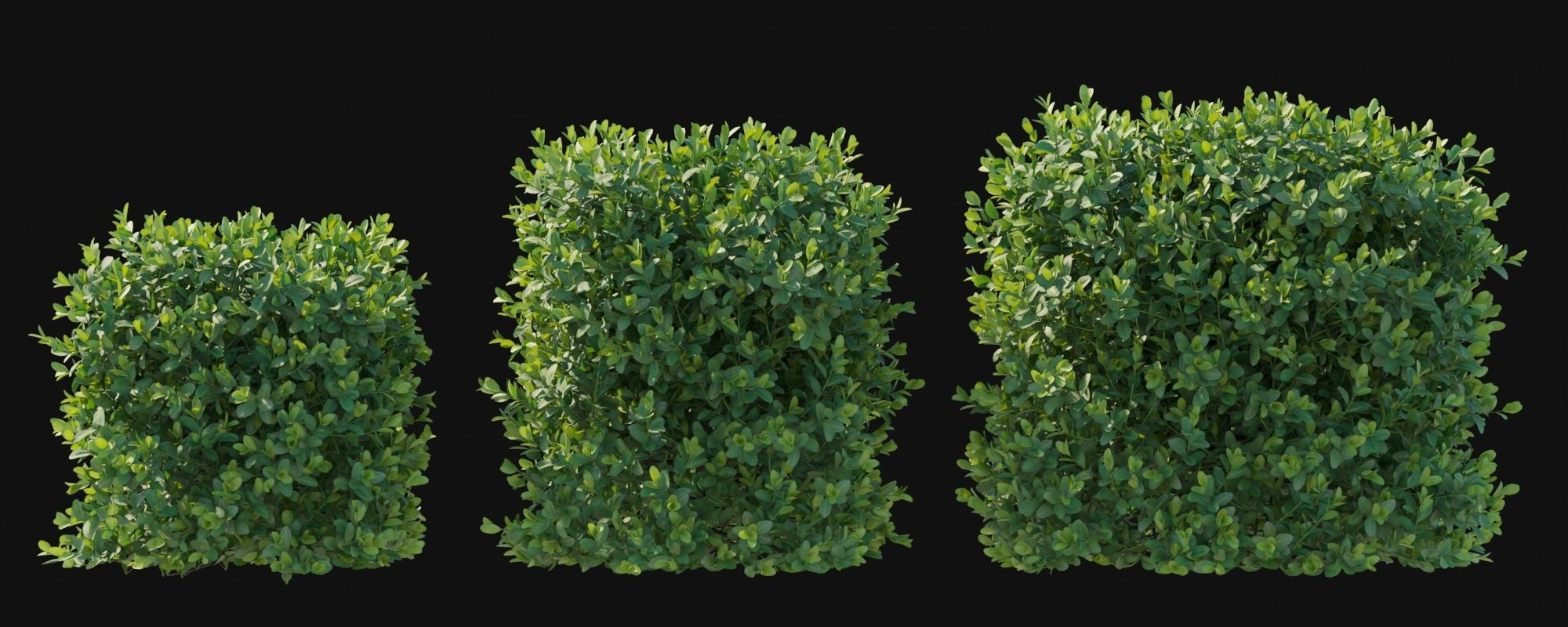 Boxwood bush 3D model_7