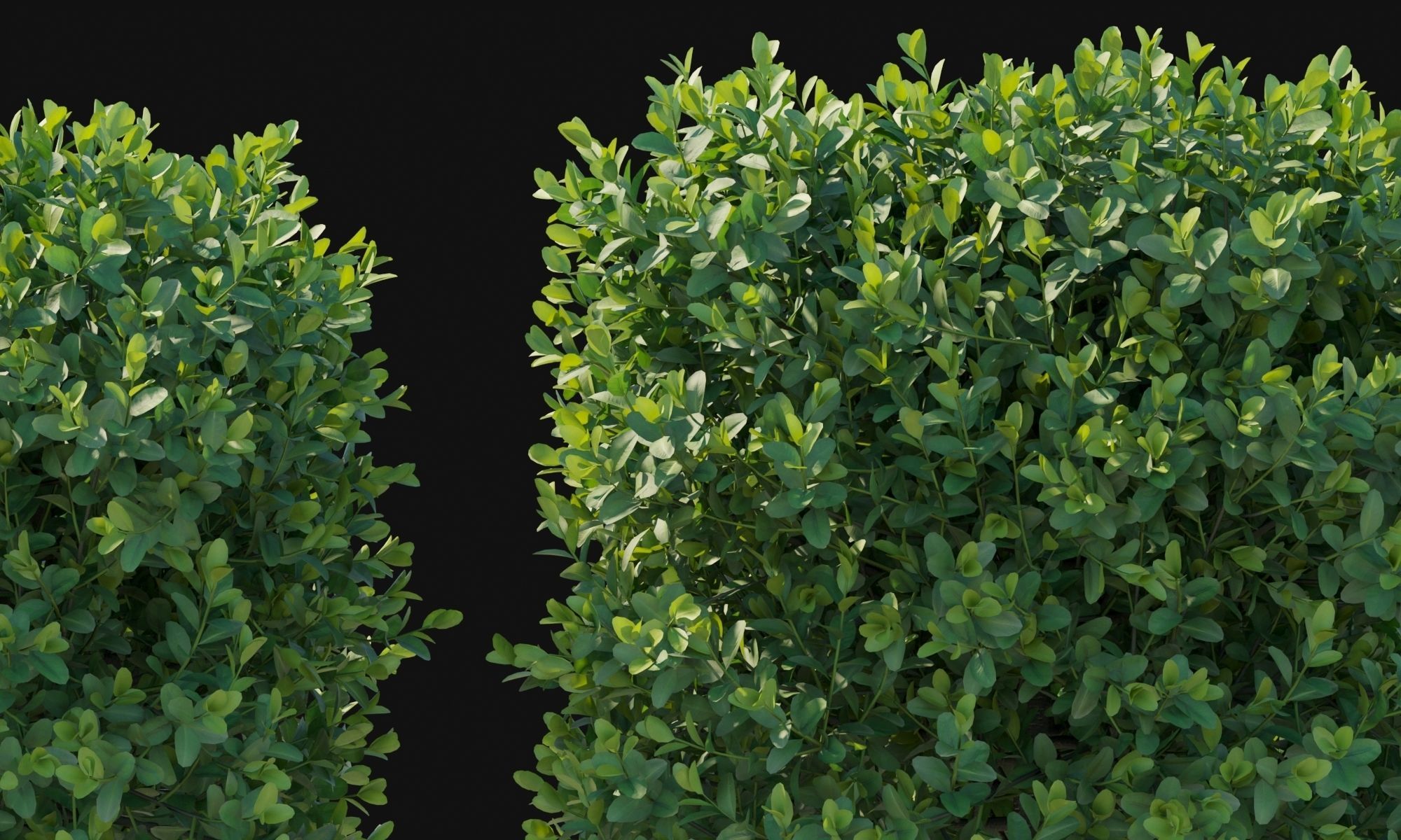 Boxwood bush 3D model_8