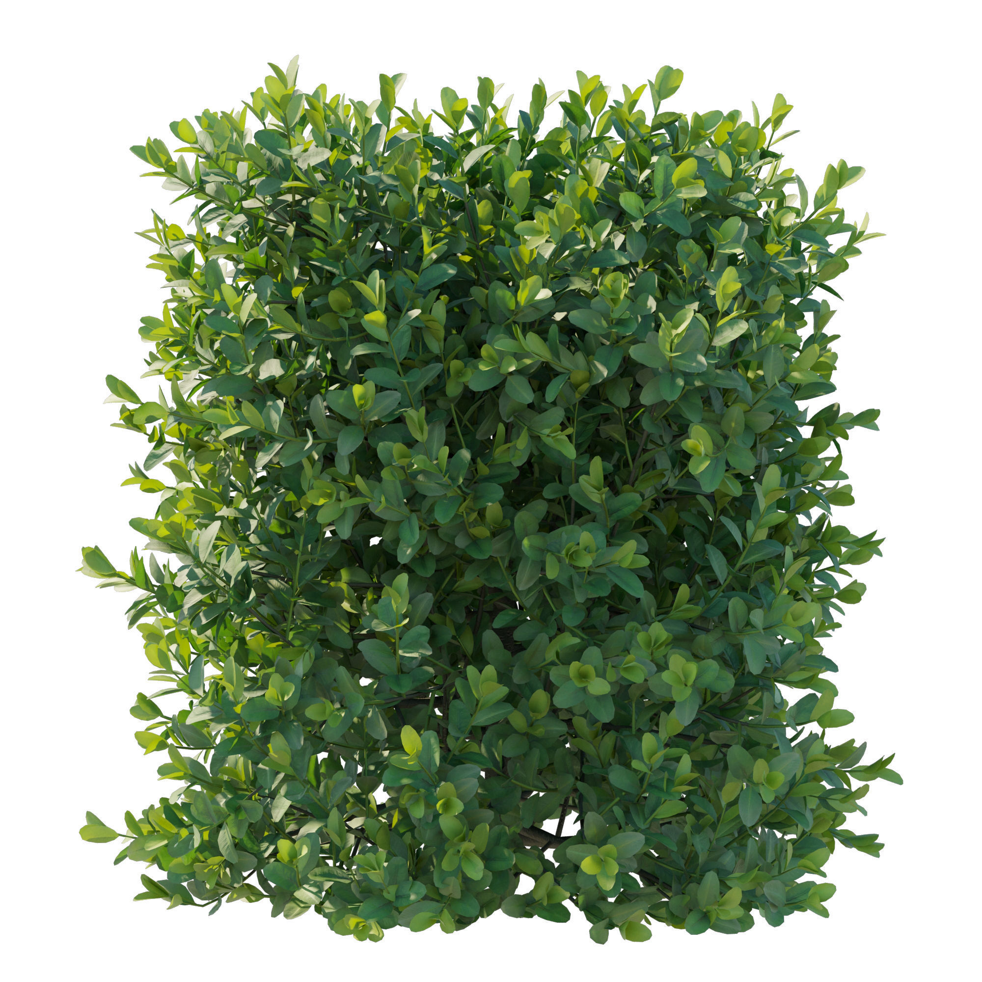 Boxwood bush 3D model_3