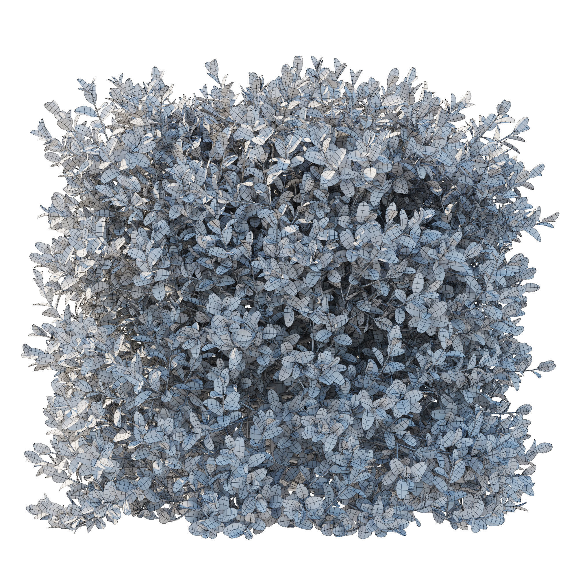 Boxwood bush 3D model_5