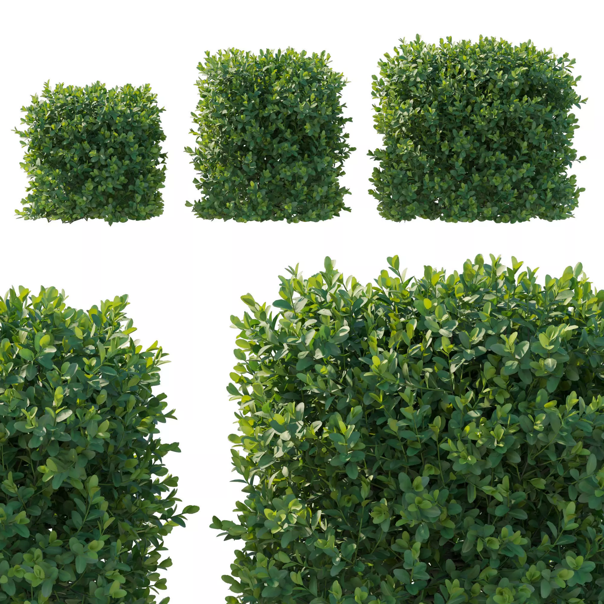 Boxwood bush 3D model_0