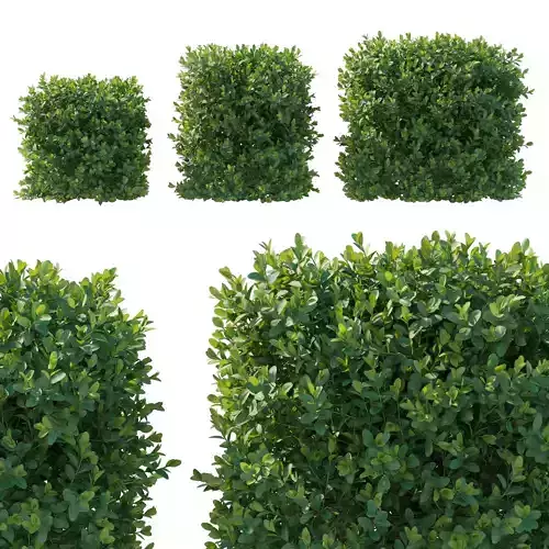 Boxwood bush 3D model