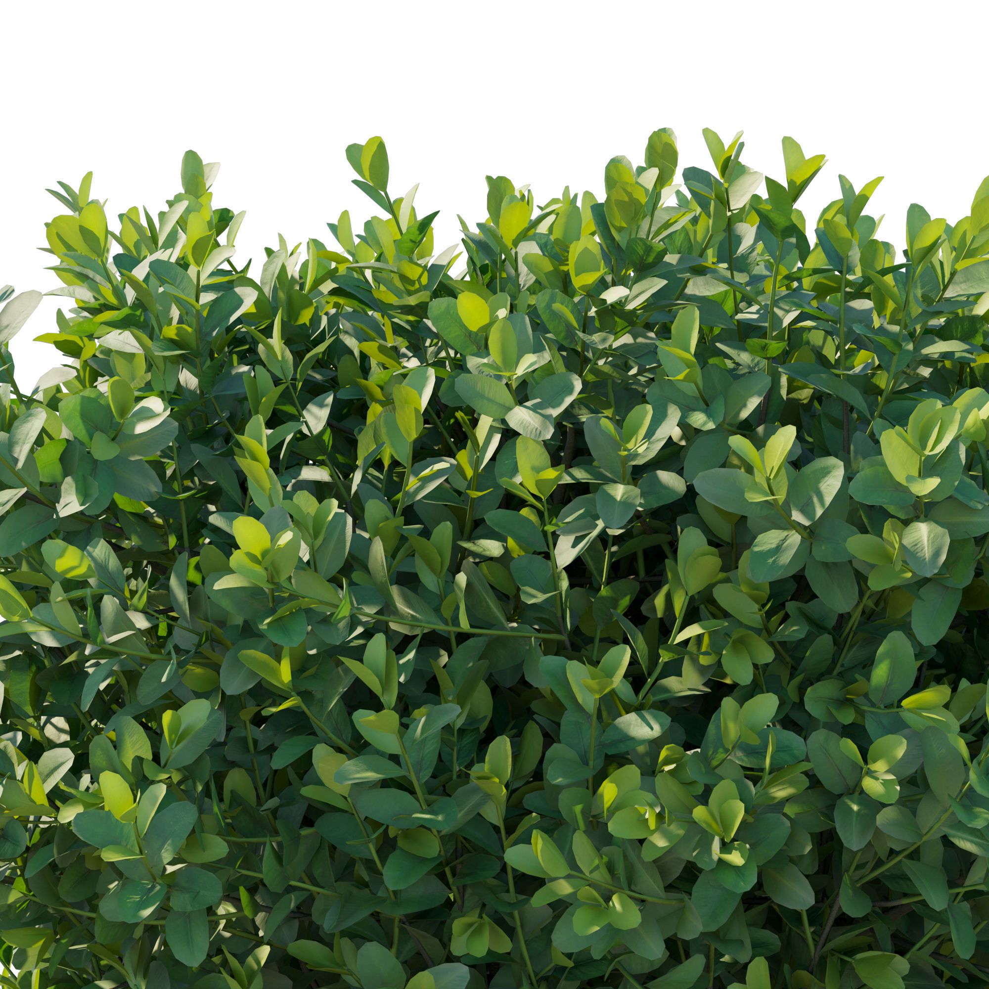 Boxwood bush 3D model_1