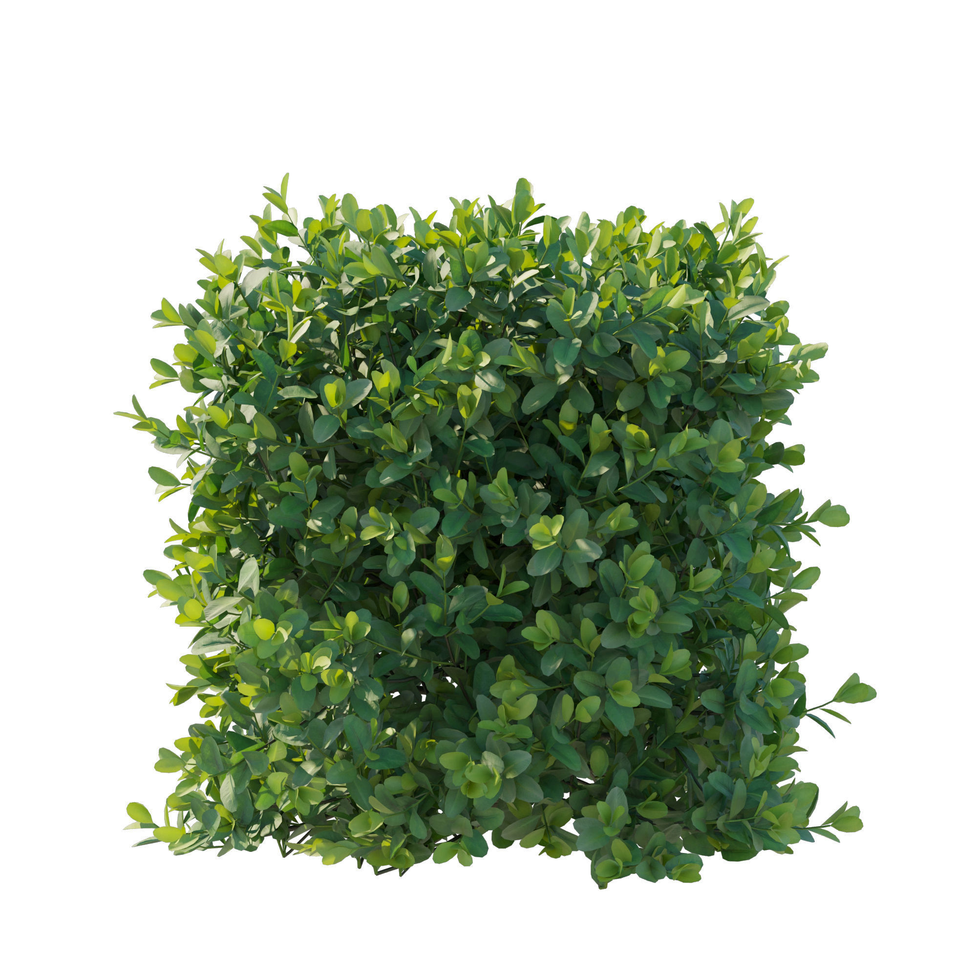 Boxwood bush 3D model_2