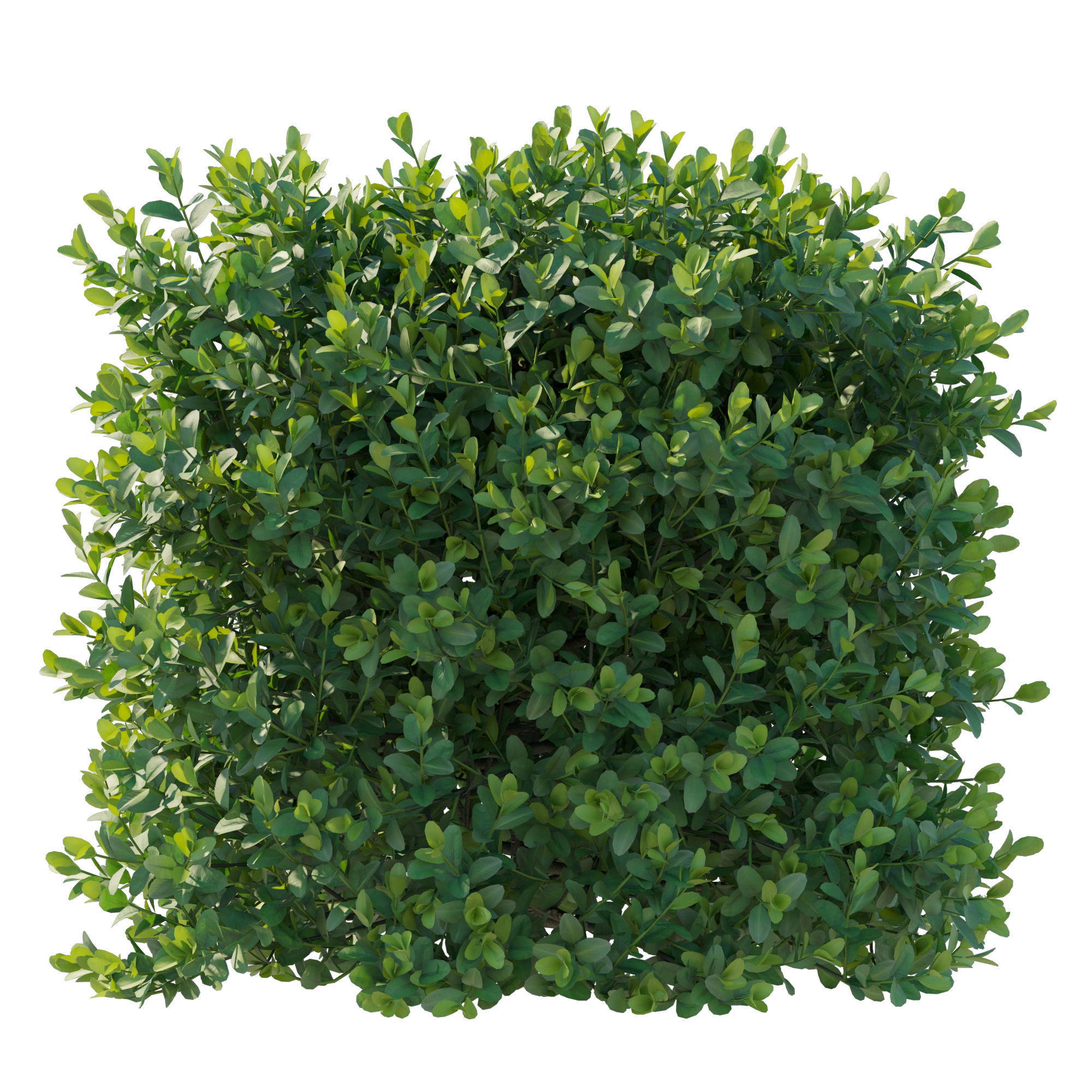 Boxwood bush 3D model_4