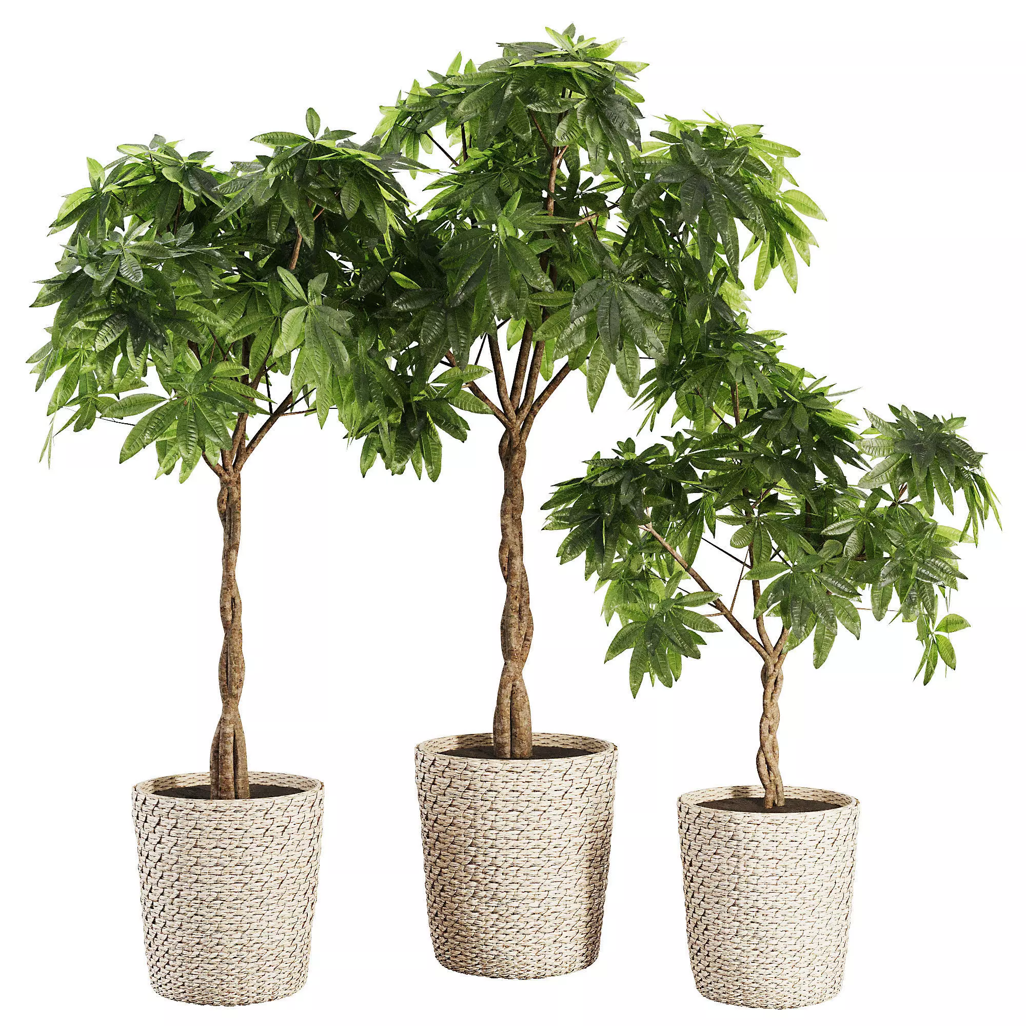Indoor Plant SetV24 - Guiana Chestnut 3D model