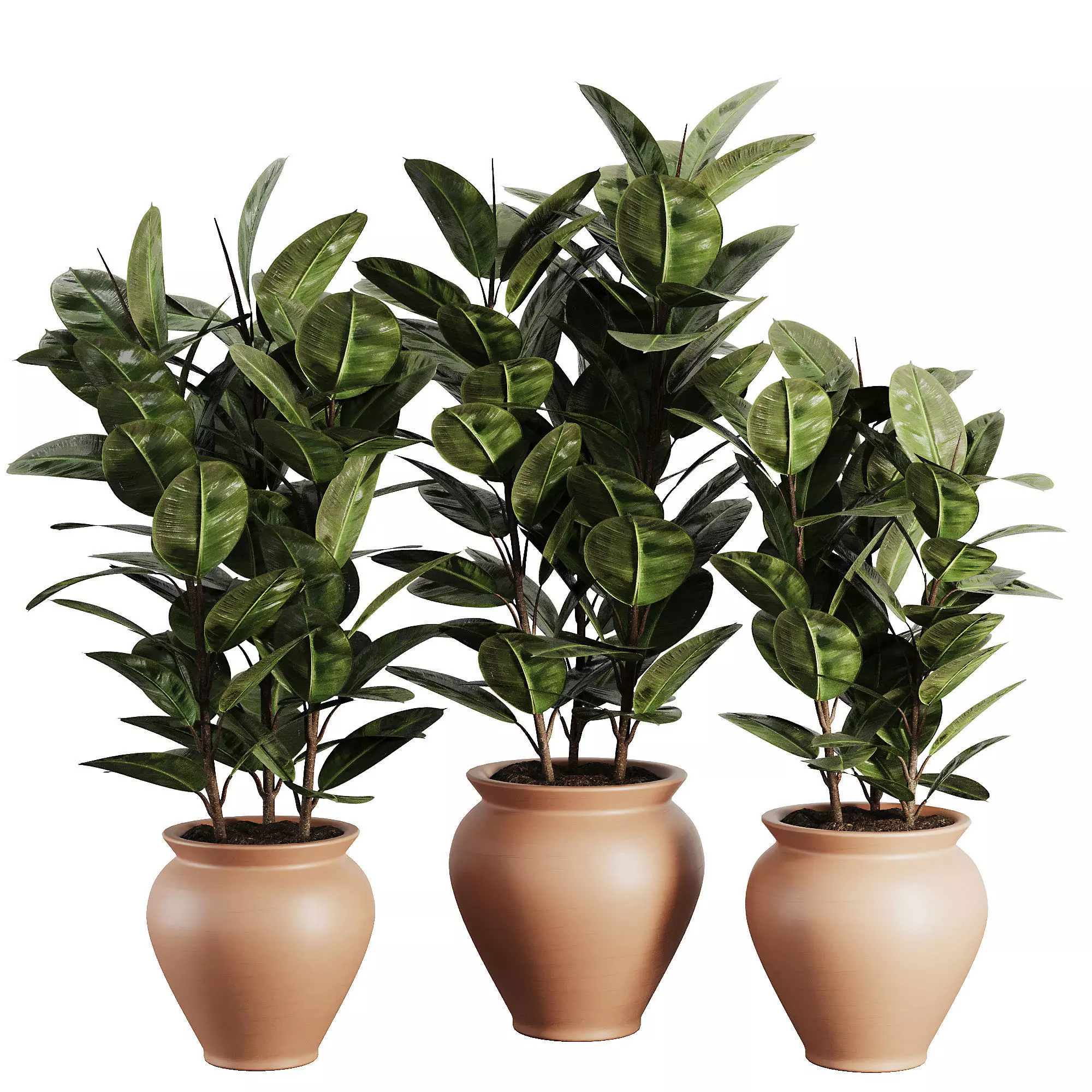 Indoor Plant SetV26 - Ficuse Rubber 3D model