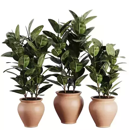 Indoor Plant SetV26 - Ficuse Rubber