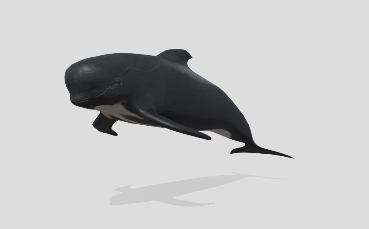 Long finned pilot whale Animated Low-poly Low-poly 3D model_8