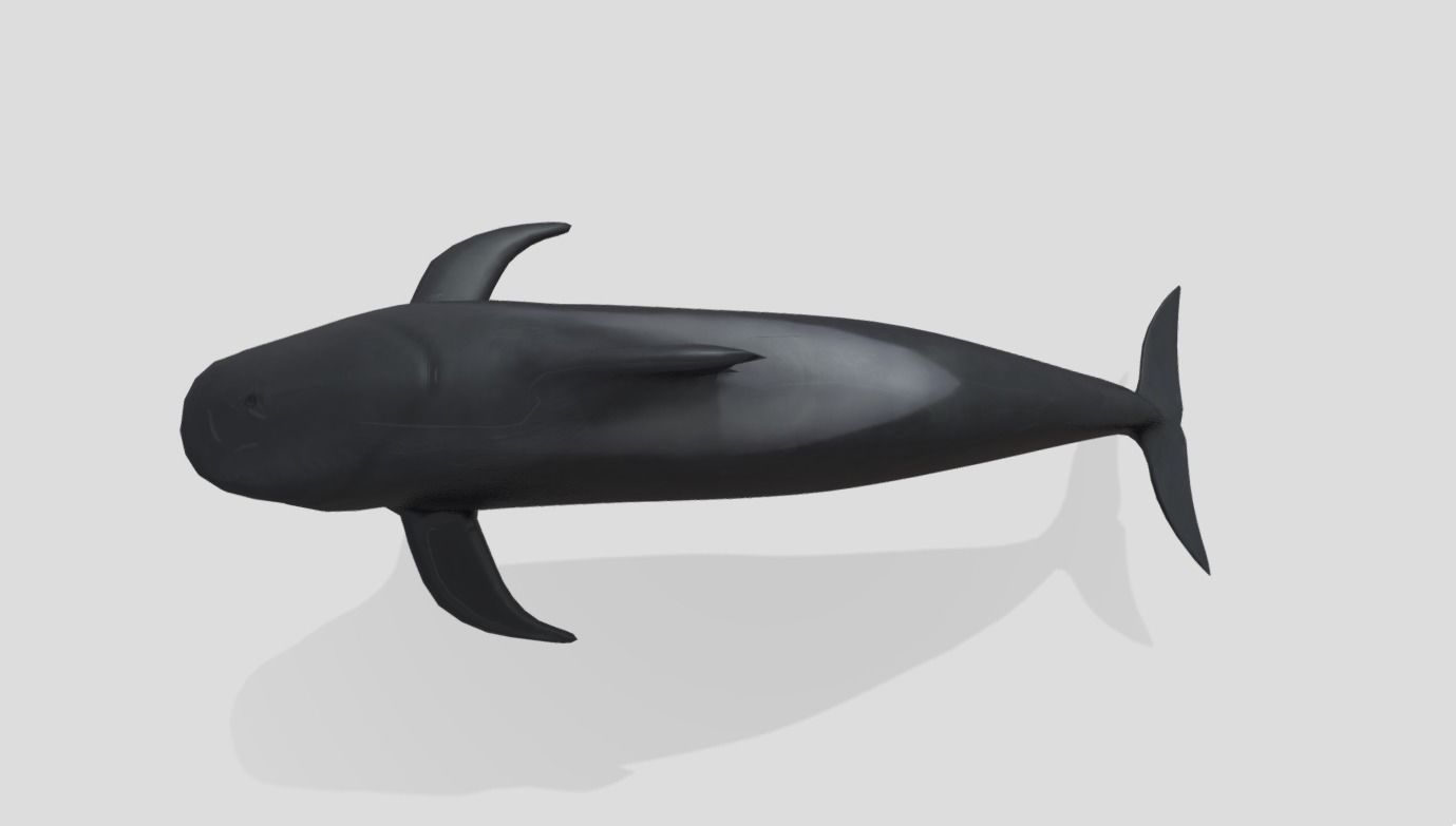 Long finned pilot whale Animated Low-poly Low-poly 3D model_4