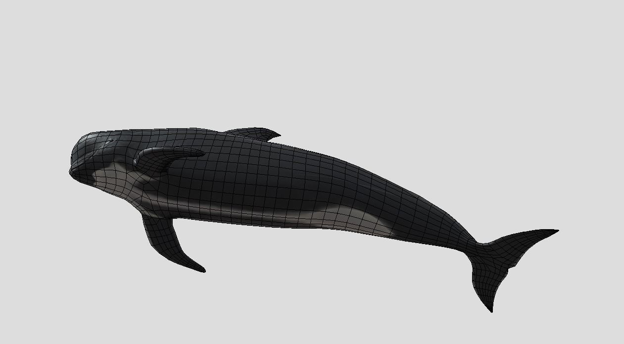 Long finned pilot whale Animated Low-poly Low-poly 3D model_5