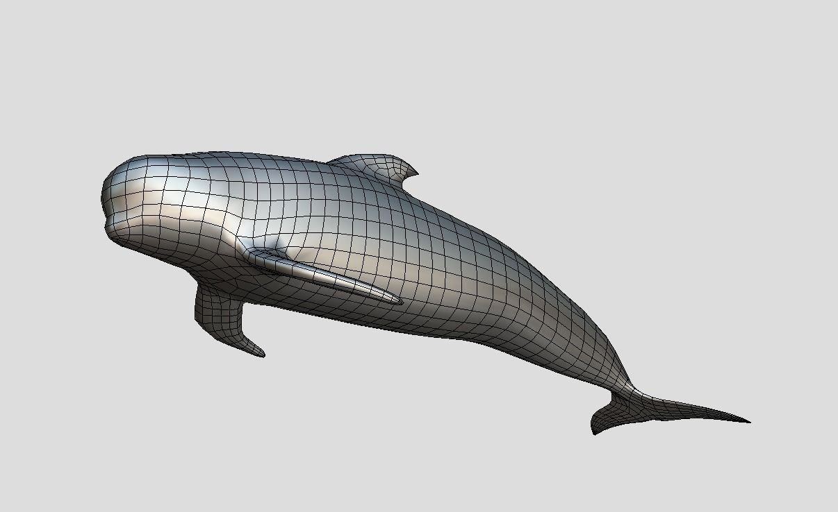 Long finned pilot whale Animated Low-poly Low-poly 3D model_10